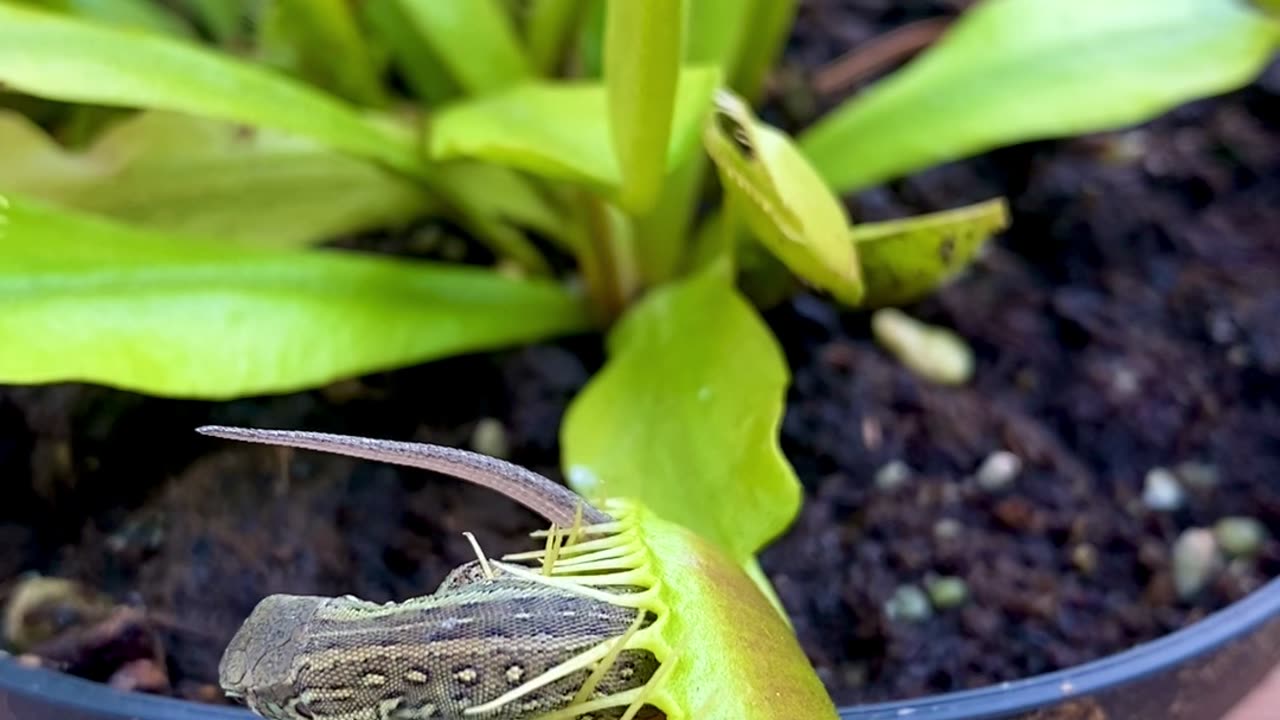 Venus Flytrap vs. Crafty Lizard