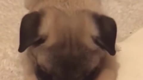 Funny Pets Moment #24