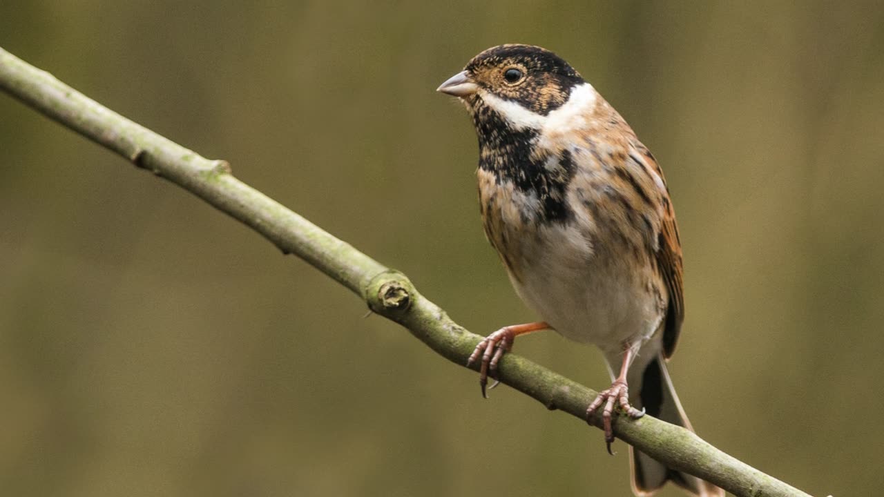 The Reed Bunting: Close Up HD Footage (Emberiza schoeniclus)