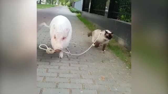 Pig walking a Cat (Babe in the City)