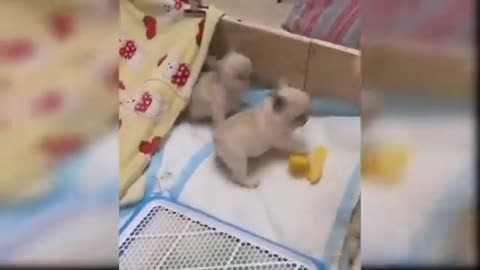 Los cachorritos mas hermosos