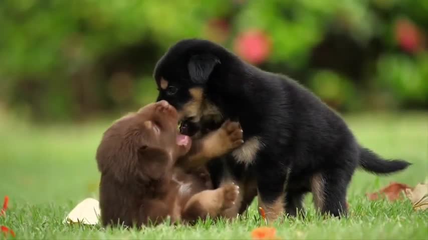 Cutest moment of the animals