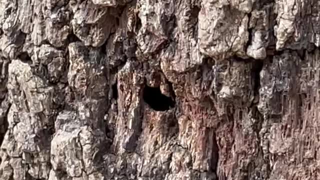 Wasp Tunneling Into a Tree