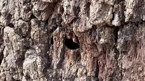 Wasp Tunneling Into a Tree