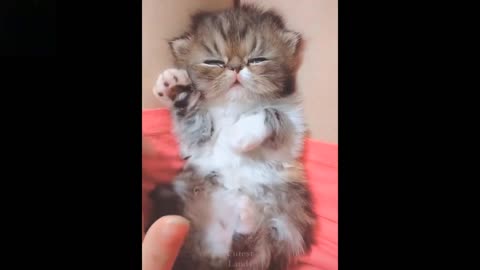 How cute pets are in the world