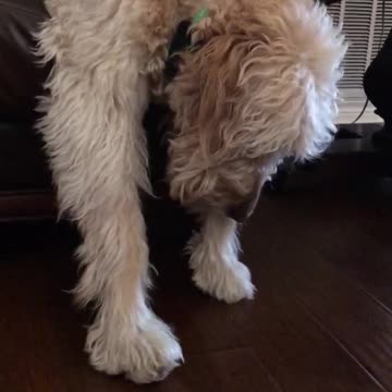 Accidental Nap with the I wasn’t asleep wake up look