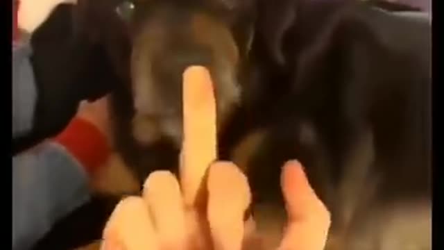 Dog Funny Video