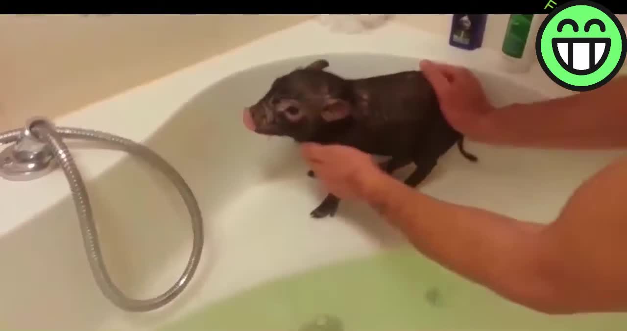 The little pig is swimming