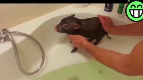 The little pig is swimming