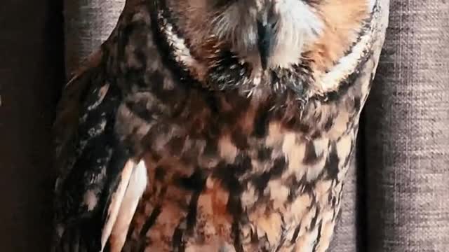 Aren't Owls The Cutest? - Funny Owl Video | Pets Town