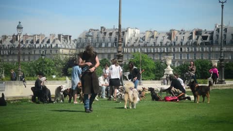 Many people with dogs on grass walking near the Palace of the Tuileries in Paris