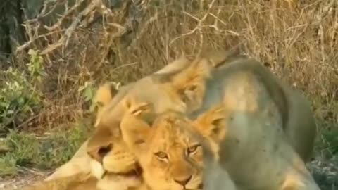 Lioness with his cub| शेरनीअपने शावक के साथ