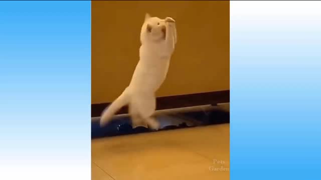 Cat catching bal on jump