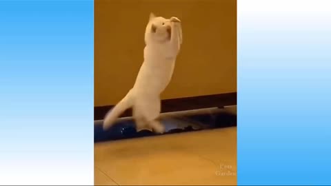 Cat catching bal on jump