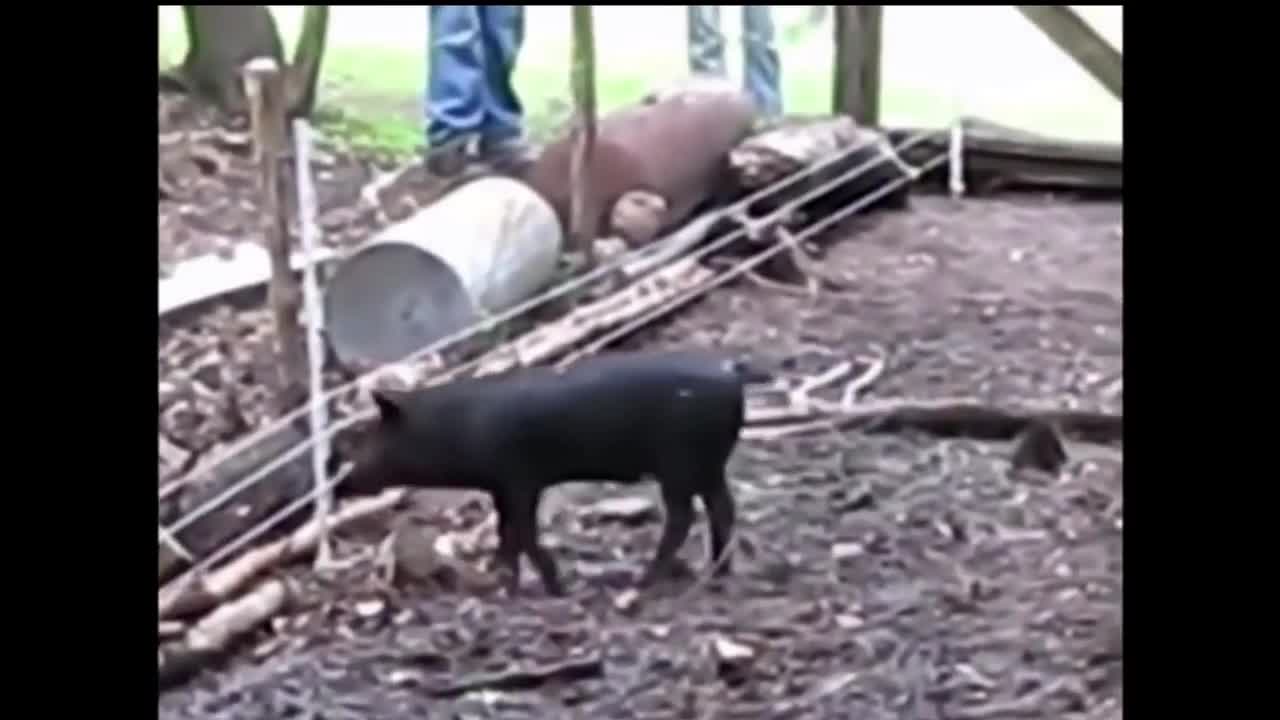 Animal's getting shoked