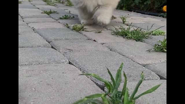 Cute puppy walking , amazing video