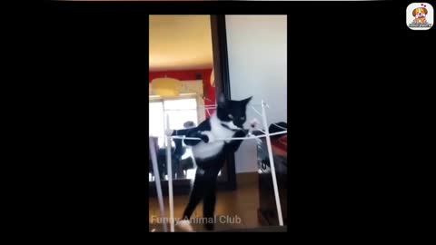 funny animal videos 2022 😂 - best dogs and cats videos 😺😍 #1 - animal network animal network