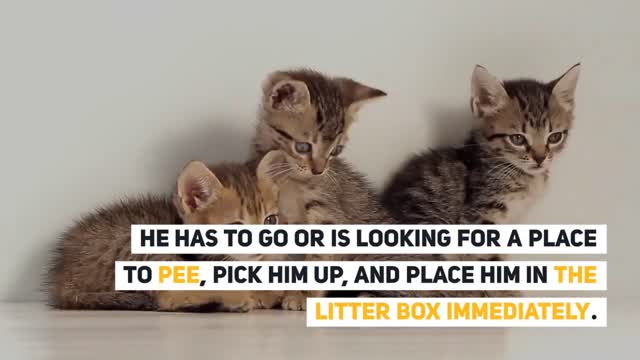 How to train your cat to use the litter box?