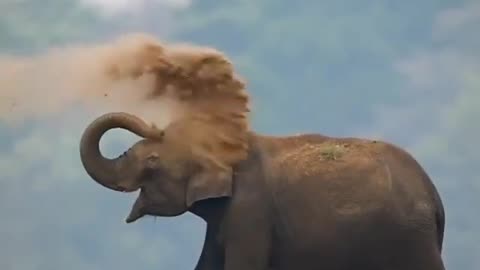 Wildlife in closer view with a natural perspective.