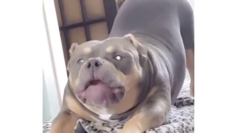 Funnny Dog