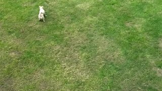 Dog chasing laser
