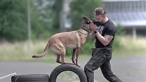 Dog training videos