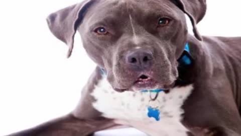 Top 9 Most Dangerous Dogs in the World | Useful info 2022