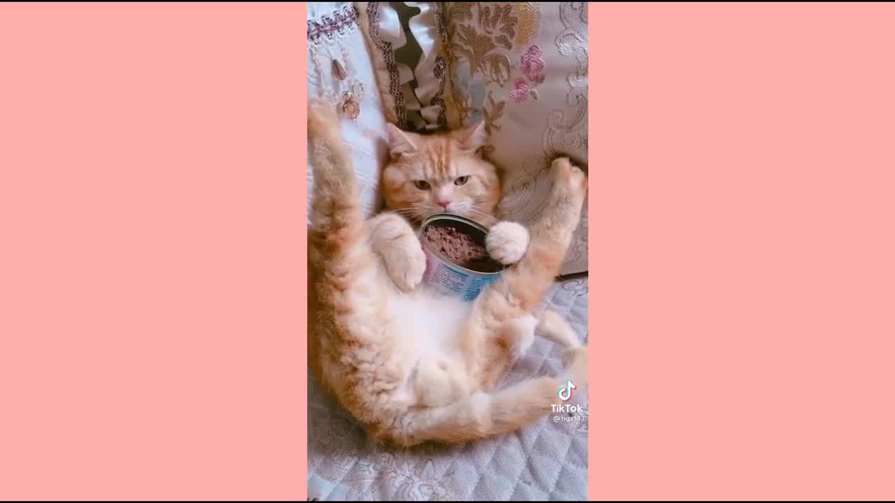 cute cats playing and having fun kittens