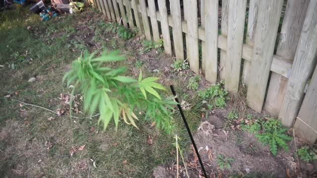 FALL UPDATE
