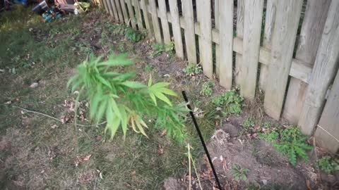 FALL UPDATE