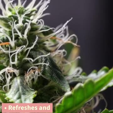 Minty Energy Your Natural Pick-Me-Up for an Active Lifestyle