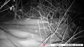 Backyard Trail Cam - Rabbit in Brush