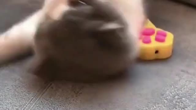 Hey mommy hey my baby so cute cat funny video