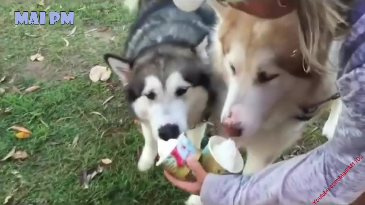 Cute Dogs Waiting and Happy to see Ice Cream Truck - Funny Dog Loves Ice Cream