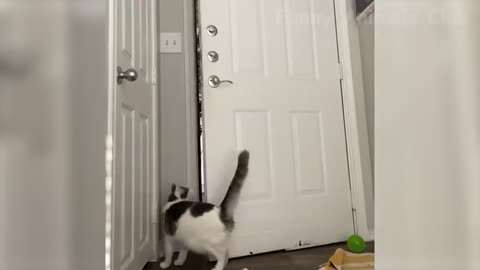 Funny Animal Videos | Funny Cats And Dogs 2022
