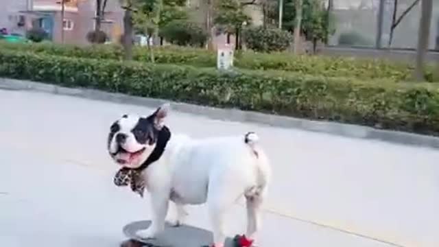 OMG this dog can ride skateboard...! so cute dog.