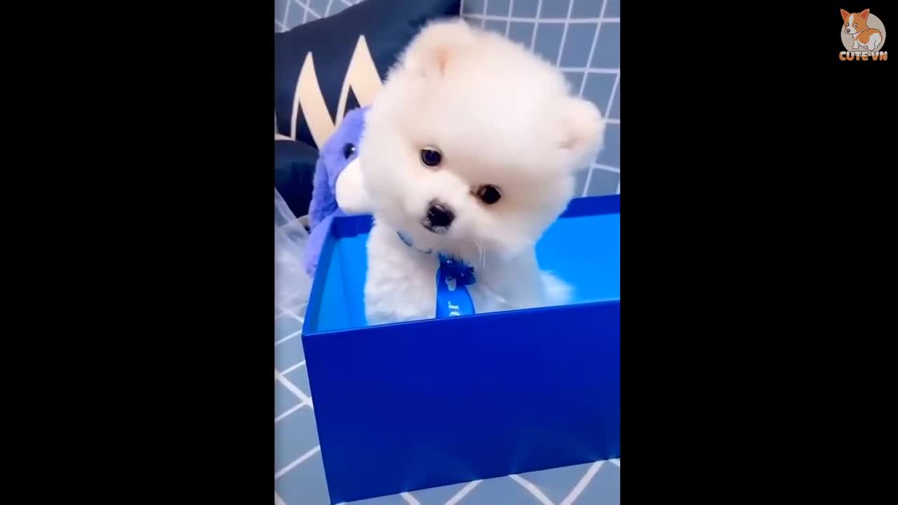 Mini Pomeranian - Funny and Cute Pomeranian Videos best of you