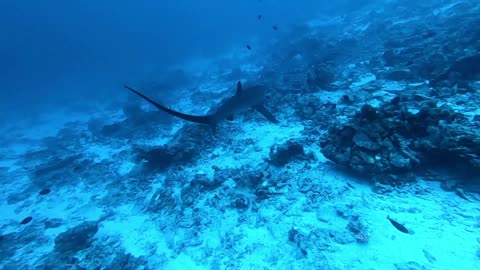 Thresher Shark from Fuvahmulah