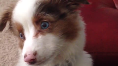 White brown puppy with blue collar whines