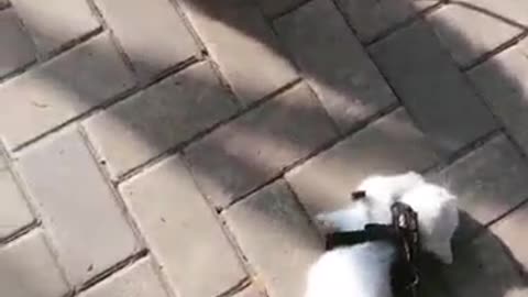 The timid kitten didn't dare to move when she saw the dog.
