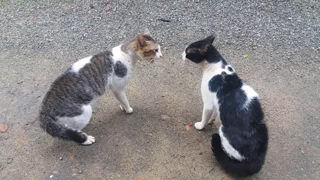 Cats Fighting with sound - Exclusive Video (Play with full sound)