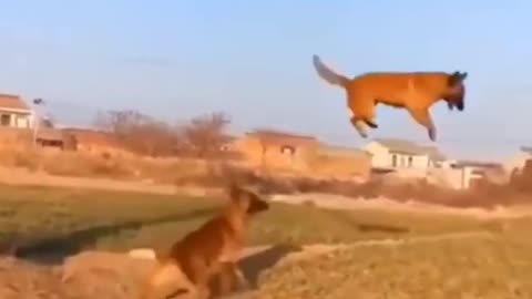 #Dogs #animals 🐕 tried to get food