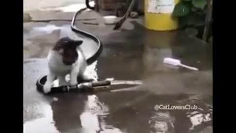 Funny Cats Videos, Will Make Your Day