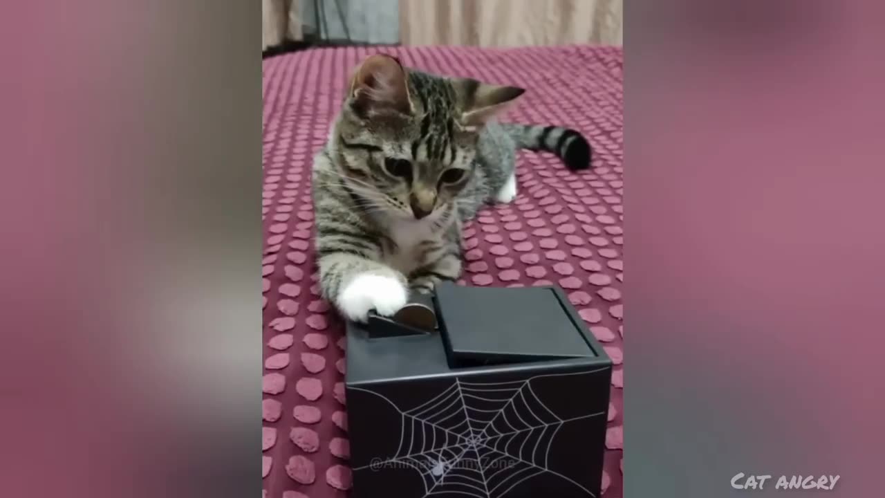 Funny Animal Videos 2024 😂 | Funny Dogs| Funny Cats #cats #dogs