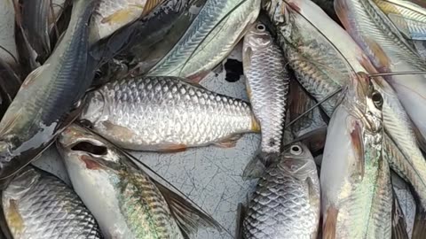 Big Tengra Fish And Putti Fish Beast Video In Fish MJarket dhaka#shorts