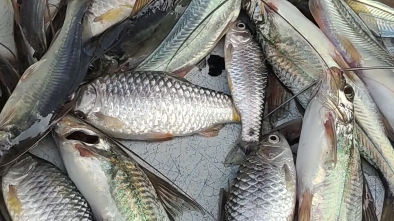 Big Tengra Fish And Putti Fish Beast Video In Fish MJarket dhaka#shorts