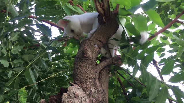 Cat Stuck On Tree