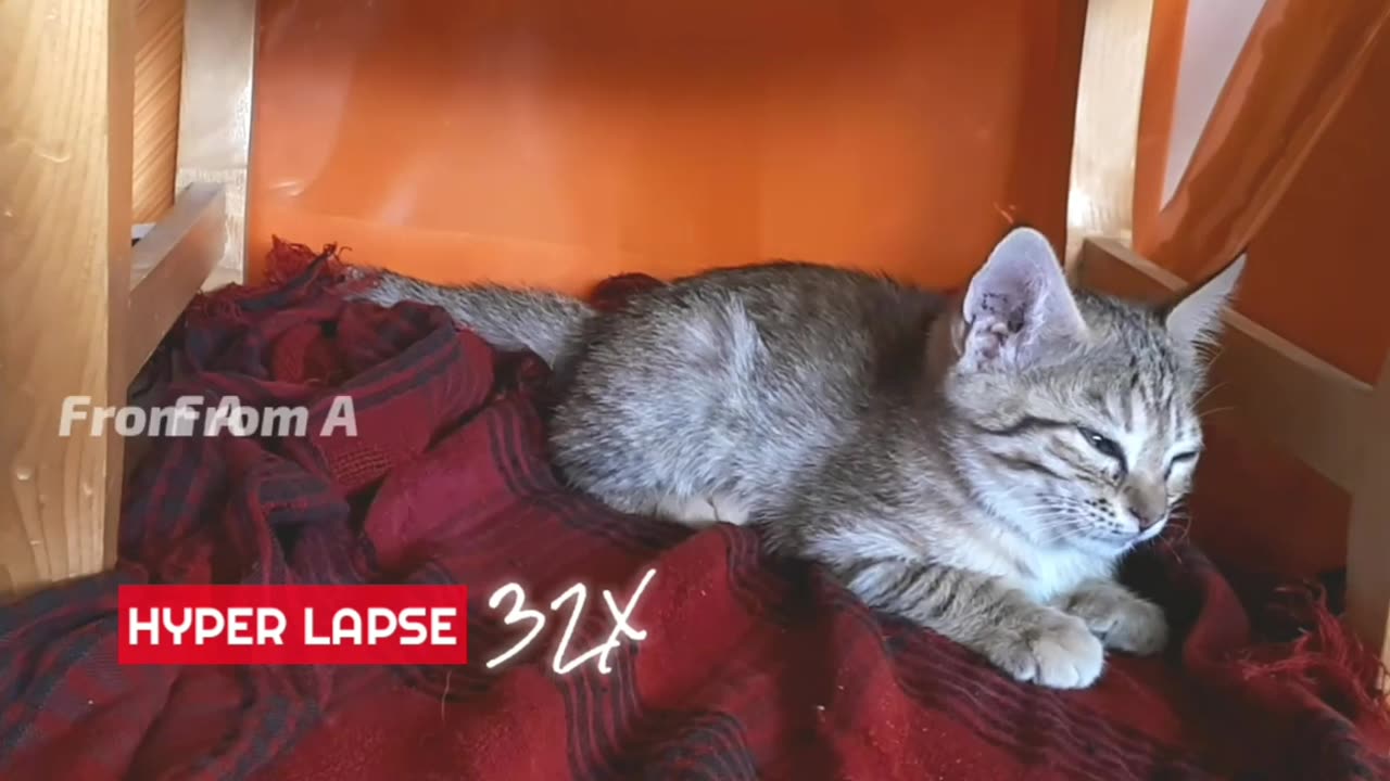 Kitten sleeping hyperlapse