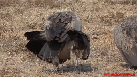 Most spectacular Vulture vs Parrot compilation | Parrot Try To Escape From Vulture Hunting But Fail