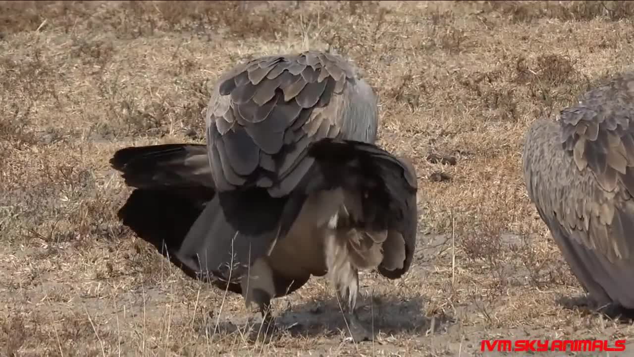 Most spectacular Vulture vs Parrot compilation | Parrot Try To Escape From Vulture Hunting But Fail